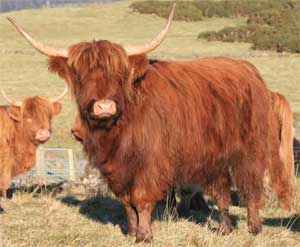 Scotland Cows