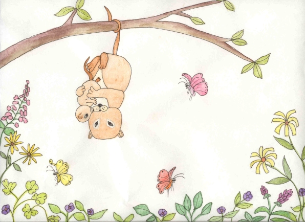 The Frightened Possum