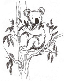 Koala, Koala