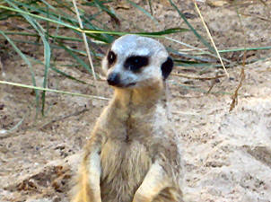 McDougal Meerkat