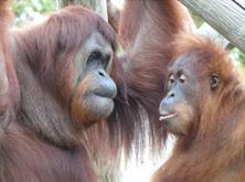 Did you hear the one...?