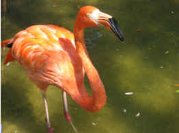 The Perfect Peacock?