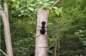 Hurry, Hurry up the Tree