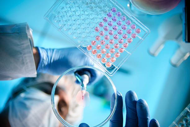 Lab Experiment A scienist using a pipette with a microtiter plate and a petri dish