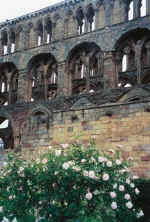 Ruins of Jedburgh Abbey with pink rose in the foreground