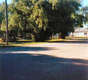 Cumnock - McLachlan St - where horse races were run