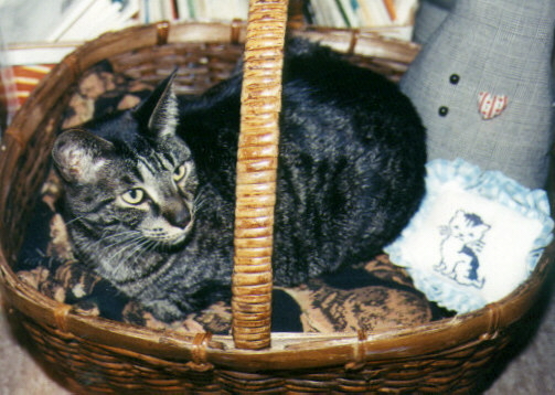 Narra The Wonder Cat relaxing after a Family Tree is completed.  Note her collection of cat pillows.  She DOES love a soft place to nap!