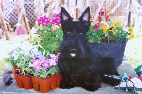This is Virginia McDaniel Weede's Scottie, Katie at 8 months old helping to plant the flowers