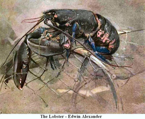 The Lobster. By Edwin Alexander