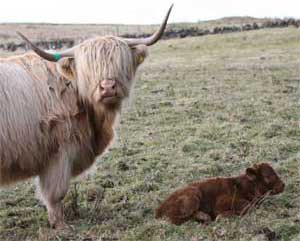White cow wth new red calf