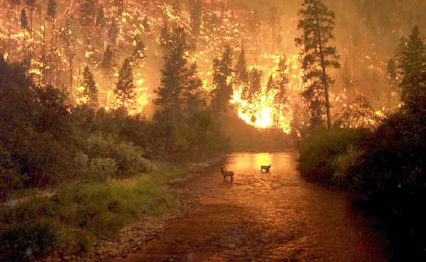 Montana Forrest Fire 2000