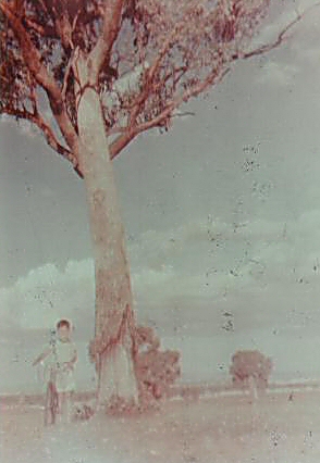 Aus love gum trees - Rodney  Rixon - property Glenroy Duri NSW - photo near gum tree
