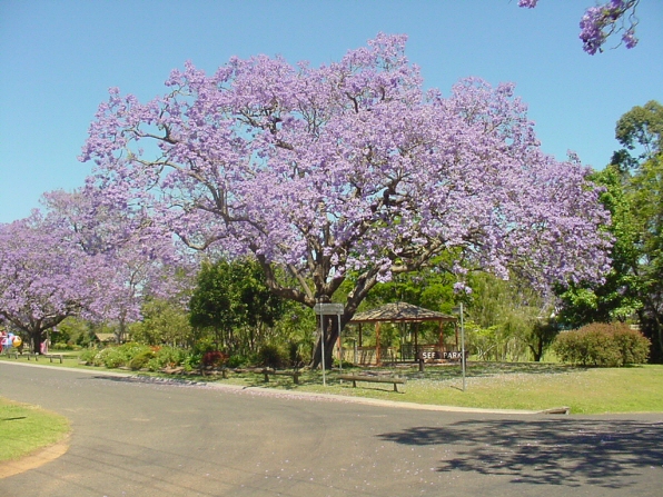 Jacaranda Grafton nsw