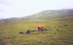 This is how Scots Highland cattle scratch their itches. On the Isle of Mull.